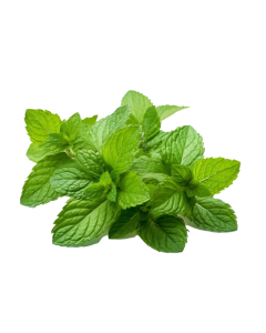 Hortelã (Pacote)